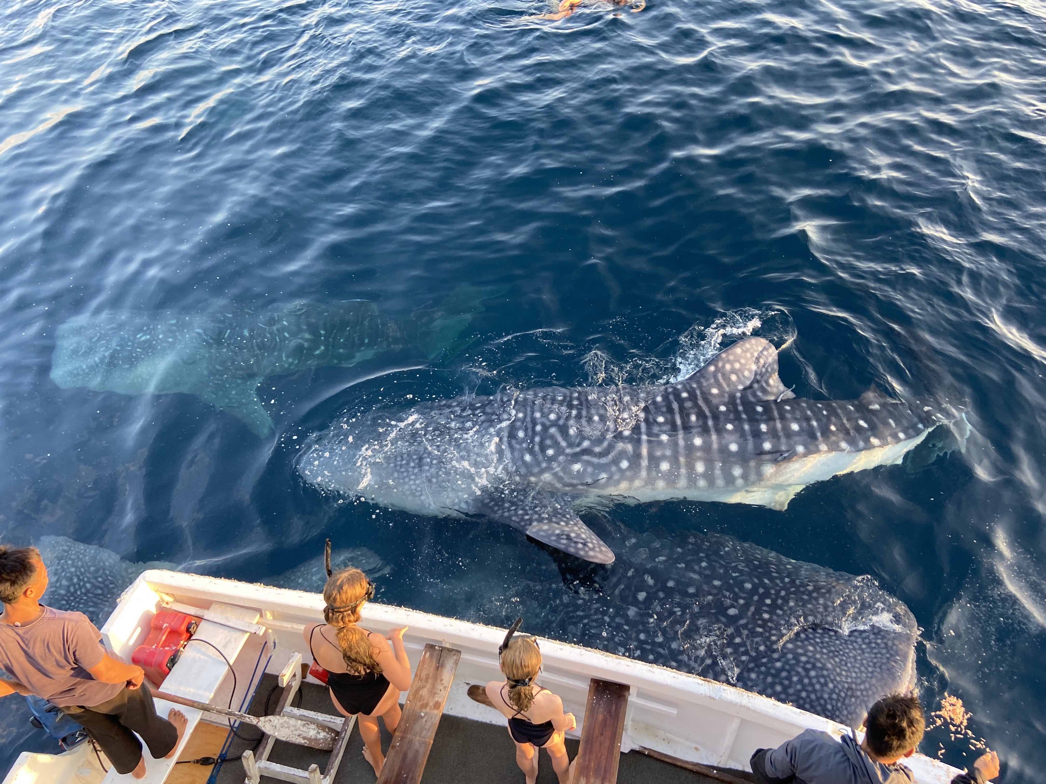 WHALE SHARK TRIP